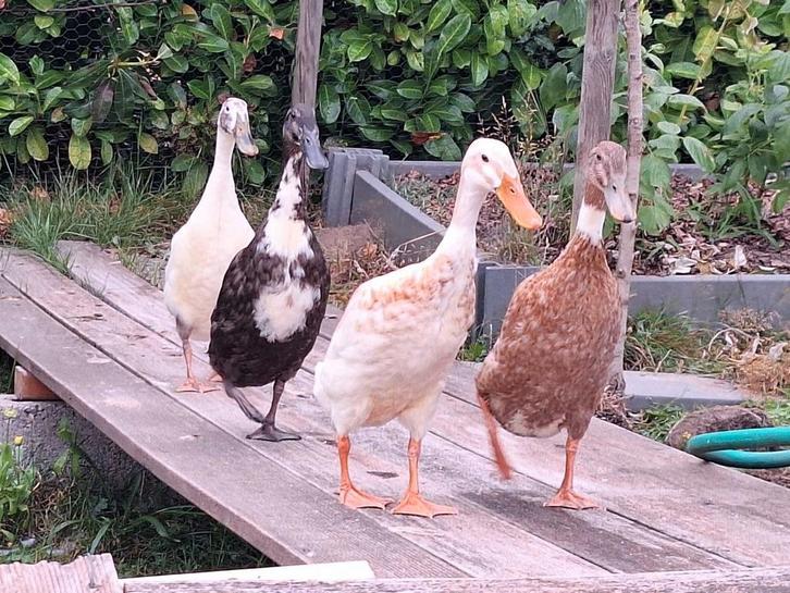 ŒUFS DE CANARD À VENDRE, Divers, Divers Autre, Enlèvement