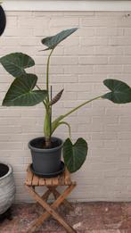 Alocasia Regal Shield, Olifantsoor., Ophalen