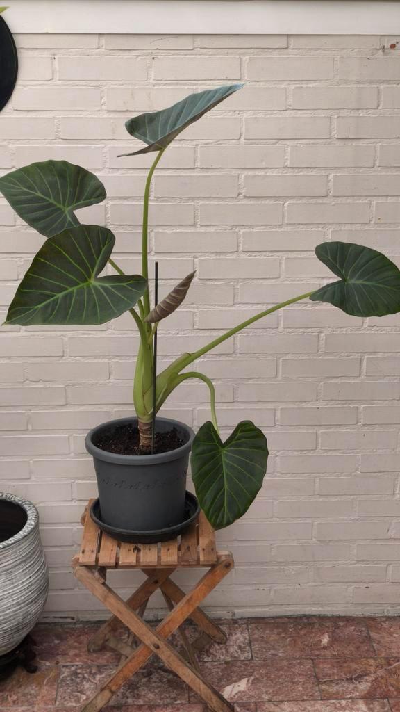 Alocasia Regal Shield, Olifantsoor., Huis en Inrichting, Kamerplanten, Ophalen