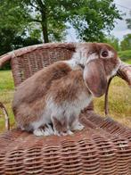 Raszuivier minilop ram met stamboom