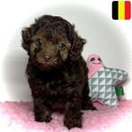 Kleine Dwergpoedel/Toy Puppy's (Belgisch) te koop, Dieren en Toebehoren, Poedel, België, Handelaar, CDV (hondenziekte)