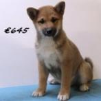 Schattige Shiba Inu-puppy's te koop, Dieren en Toebehoren, 15 weken tot 1 jaar, Buitenland, CDV (hondenziekte), Meerdere