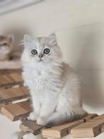 Britse korthaar en langhaar met stamboom, Dieren en Toebehoren, Katten en Kittens | Raskatten | Langhaar, Meerdere dieren, Gechipt