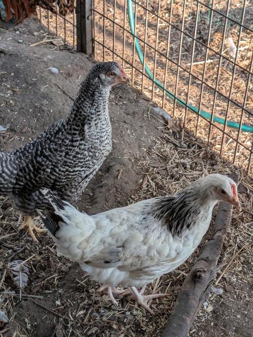 Sussex legkippen, Dieren en Toebehoren, Pluimvee