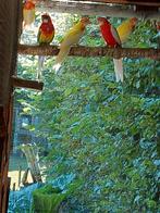 Rosella, Meerdere dieren, Parkiet, Geringd