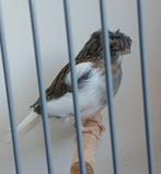 Glosters kanaries, Dieren en Toebehoren