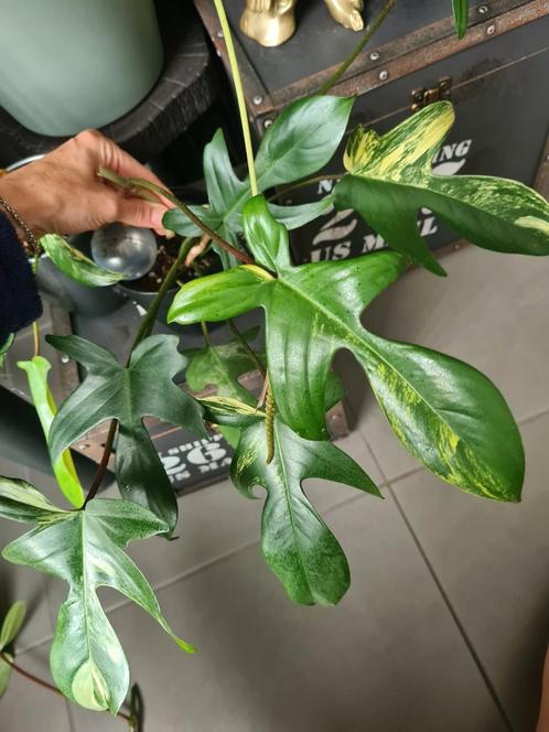 Philodendron florida beauty stekken, Huis en Inrichting, Kamerplanten, Ophalen of Verzenden