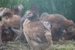 Araucana, Dieren en Toebehoren, Meerdere dieren, Kip