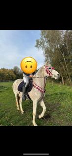 merrie, Dieren en Toebehoren, Paarden, Merrie, L