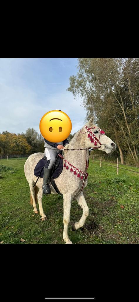 merrie, Dieren en Toebehoren, Paarden, Merrie, L