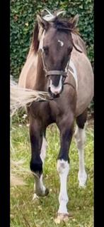A.Paint H. Henst 1 1/2e j. Te koop  zie omschrijving, Dieren en Toebehoren, Paarden, Met stamboom, Minder dan 160 cm, Niet van toepassing