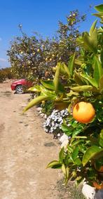 Campings sur la Costa Blanca, Espagne, Espagne