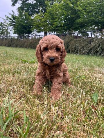 Cockpoo pupjes van bij ons,met liefde gefokt !! beschikbaar voor biedingen