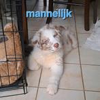 Tri-chocolate en tri-red merle Australische Herder pups, België, CDV (hondenziekte), 8 tot 15 weken, Meerdere
