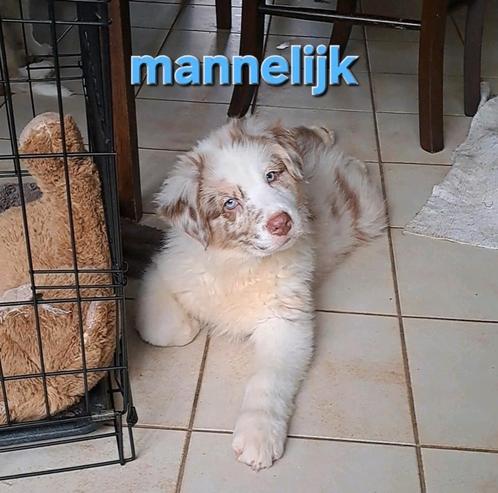 Tri-chocolate en tri-red merle Australische Herder pups, Dieren en Toebehoren, Honden | Herdershonden en Veedrijvers, Meerdere dieren