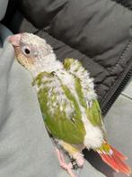 Tamme pyrrhura te koop!, Dieren en Toebehoren, Geringd