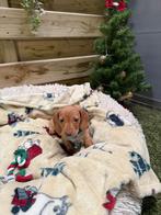 Prachtige kortharige shaded cream dwergteckels, Dieren en Toebehoren, Honden | Teckels en Dashonden, België, CDV (hondenziekte)