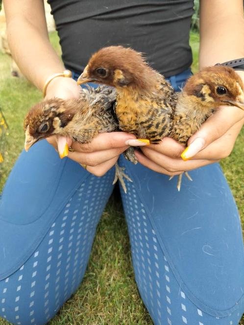 Brakel kuikens, Dieren en Toebehoren, Pluimvee, Kip, Meerdere dieren