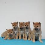Shiba Inu - Belgisch pups te koop, CDV (hondenziekte), Meerdere, 8 tot 15 weken, België