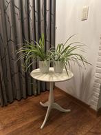 2x graslelie met bloempot en binnenpot kamerplant samen €10, Huis en Inrichting, Kamerplanten, Ophalen