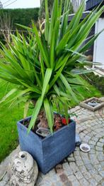 Yucca, Tuin en Terras, Planten | Tuinplanten, Volle zon, Vaste plant, Zomer, Ophalen