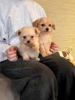 Kuising mini poedel en chihuahua, Poedel, België, CDV (hondenziekte), 8 tot 15 weken