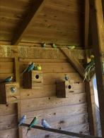 Jonge grasparkieten te koop, Dieren en Toebehoren, Vogels | Parkieten en Papegaaien, Meerdere dieren, Parkiet