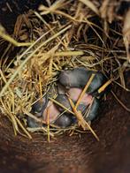 Goudhamsterpups, geboren op 18 oktober 2025., Dieren en Toebehoren, Knaagdieren, Hamster, Meerdere dieren, Tam, Oktober