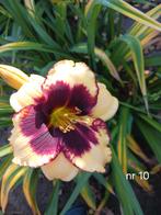 Hemerocallis nr 10, Ophalen of Verzenden