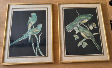 2 vintage kaders met vogels papegaaien beschikbaar voor biedingen