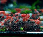 Rode Rili Neocaridina garnalen te koop