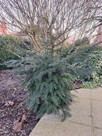 Wintergroen venijnboompje (taxus-familie), Tuin en Terras, Planten | Bomen, Ophalen