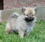 Pomeriaan _ mini kees zoeken warme thuis, Dieren en Toebehoren, België, Fokker | Hobbymatig, Keeshond, CDV (hondenziekte)