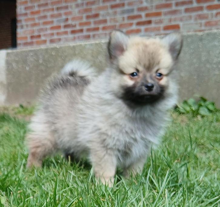 Pomeriaan _ mini kees zoeken warme thuis, Dieren en Toebehoren, Honden | Poolhonden, Keeshonden en Oertypen, Meerdere dieren, Keeshond