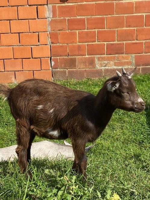 Dwerggeitje mieke, Dieren en Toebehoren, Schapen, Geiten en Varkens, Geit, Vrouwelijk, 0 tot 2 jaar