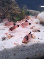 panda corydoras 5€, Dieren en Toebehoren