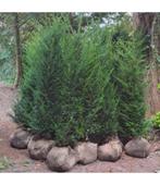 taxus 50/60/80/100/125/150/175/200 cm kluit mot, Ophalen