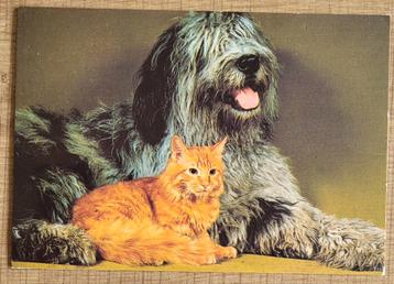 Oude postkaart: hond en kat beschikbaar voor biedingen