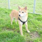 Shiba Inu "Kai" - mâle à vendre (Belge), Animaux & Accessoires, Chiens | Huskys, Loulous & Types primitifs, Parvovirose, Un chien