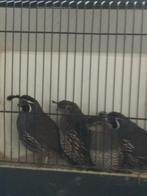 californische kuifkwartels, Dieren en Toebehoren, Pluimvee, Meerdere dieren, Overige soorten