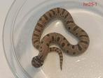 Haakneusslang - Heterodon nasicus  -  nakweek 2025, Slang, Tam, 0 tot 2 jaar