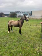 Mooie Valk welsh merrie, Dieren en Toebehoren, Pony's, Merrie