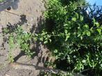 Snoeischaar, Tuin en Terras, Planten | Fruitbomen, Ophalen of Verzenden, Pruimenboom