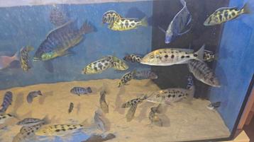 Malawi nimbochromis venustus  beschikbaar voor biedingen