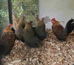 mooie Hollandse krielkippen, Dieren en Toebehoren