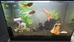 2 mooie goudvissen. Heel actief, Animaux & Accessoires, Poissons | Aquariums & Accessoires, Enlèvement, Comme neuf