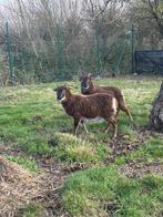 Soay schaapjes, Dieren en Toebehoren, Vrouwelijk, Schaap, 0 tot 2 jaar