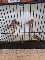Barmsijs poppen, Dieren en Toebehoren, Vogels | Overige Vogels, Vrouwelijk, Wildzangvogel, Geringd