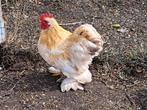 cochin hanen, Dieren en Toebehoren, Pluimvee, Mannelijk, Kip