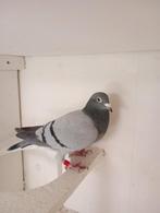 Kweek duivin , !!!!, Dieren en Toebehoren, Vogels | Duiven